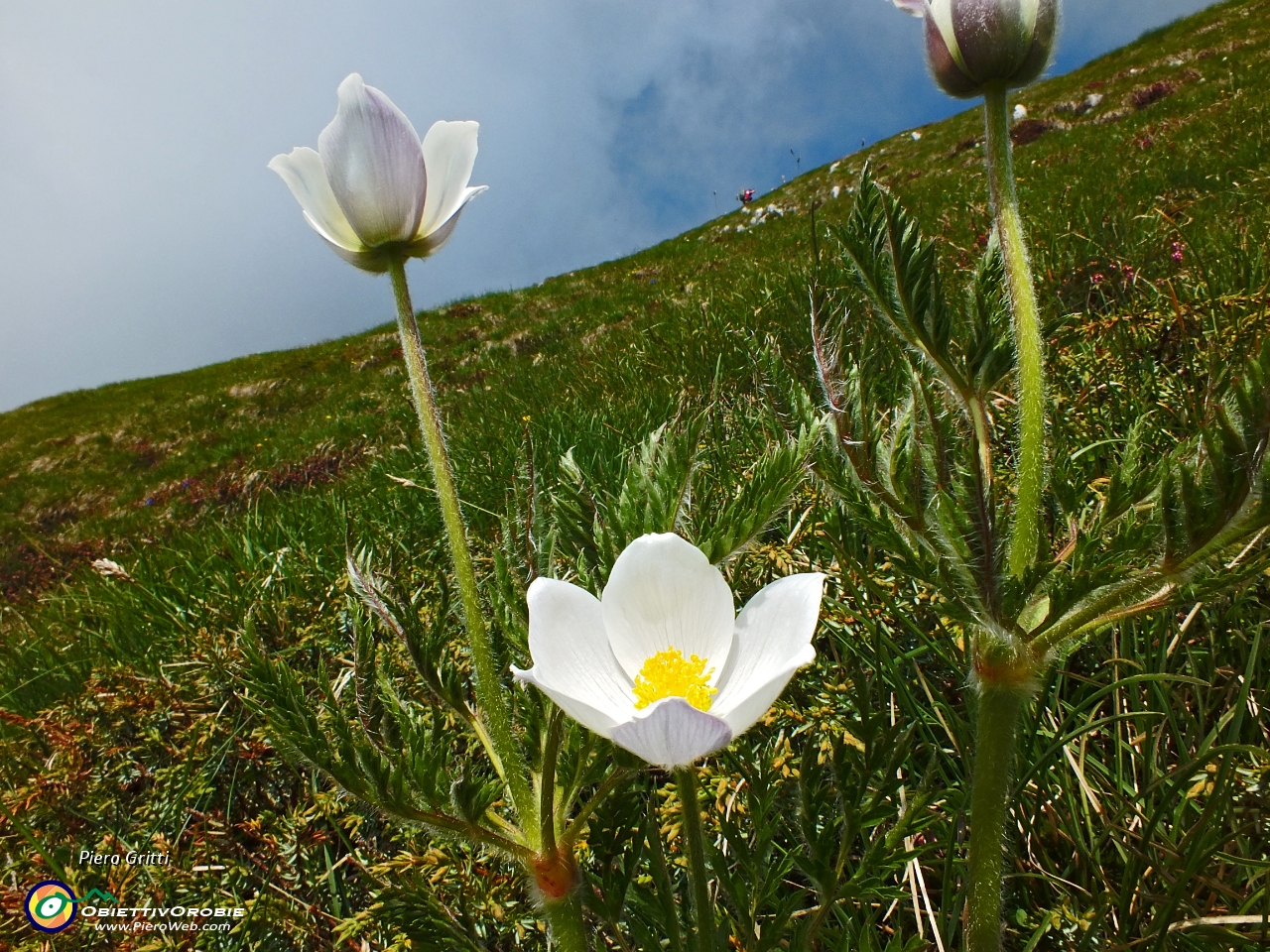 41 pulsatilla alpina....JPG